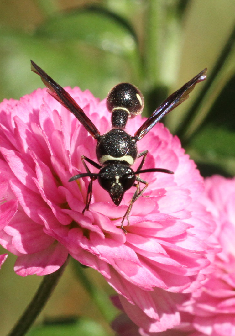 Fraternal potter wasp Eumenes fraternus feeding from chrysanthemum bloom