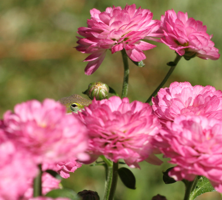 Carolina anole Anolis carolinensis peeking between chrysanthemum blossoms