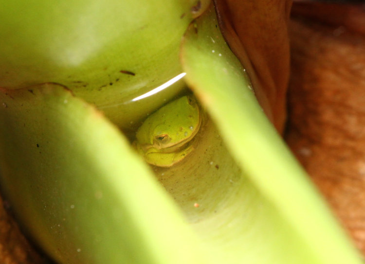 juvenile green treefrog Dryophytes cinereus tucked down under water collected within base of elephant ear leaf stems