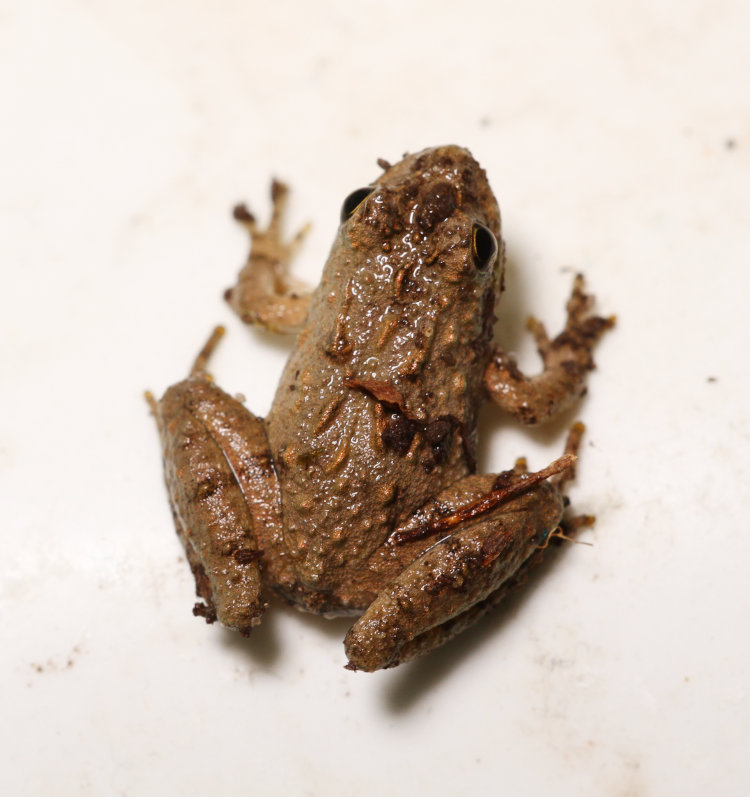 unknown tiny frog, possibly juvenile spring peeper Pseudacris crucifer showing distinct lack of identifying markings