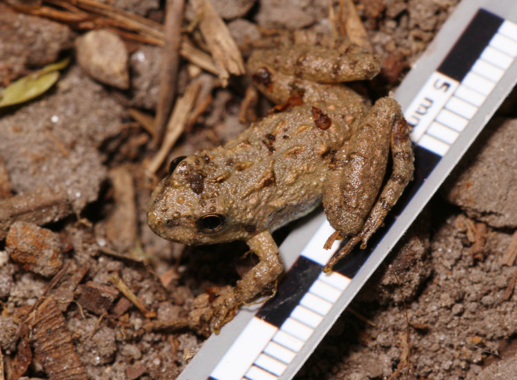 unknown tiny frog, possibly juvenile spring peeper Pseudacris crucifer alongside millimeter scale