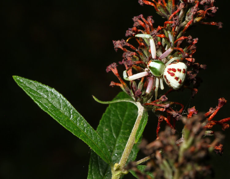 white-banded crab spider Misumenoides formosipes perched on dying blossoms of black knight butterfly bush Buddleja davidii