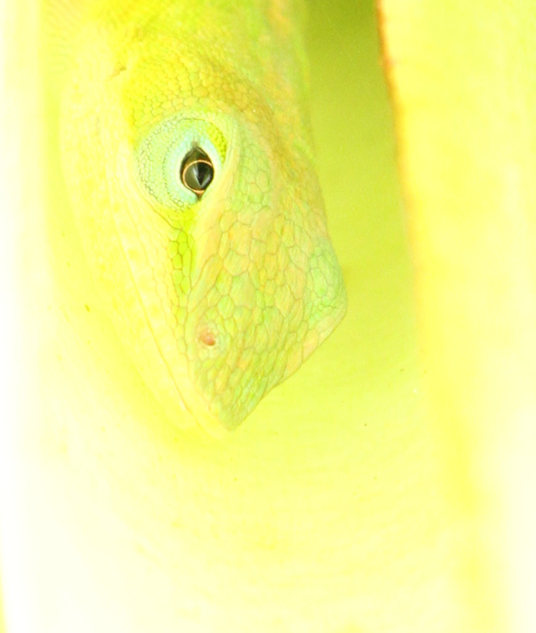 closeup of Carolina anole Anolis carolinensis within elephant ear stem, overexposed