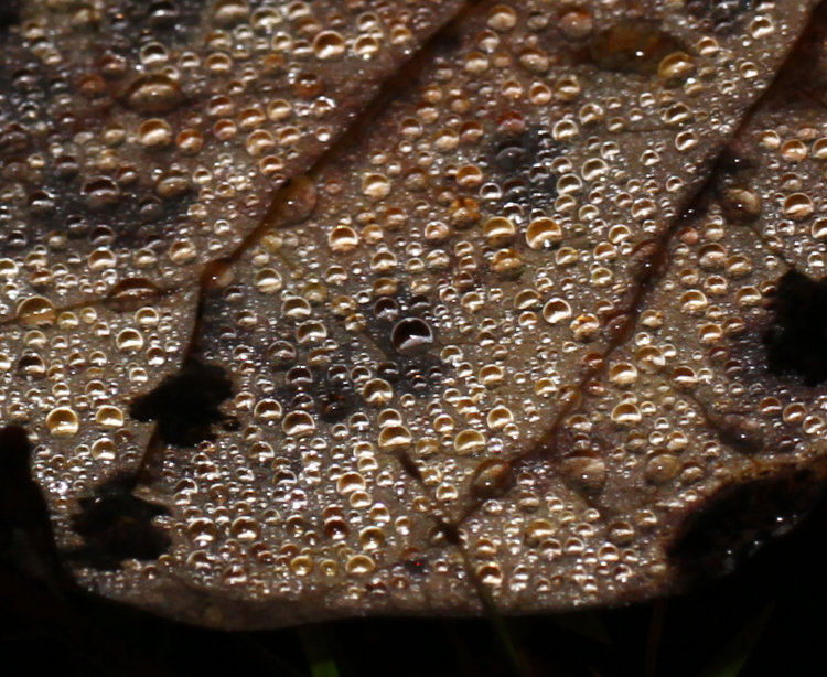 abstract image of maybe a leaf or something?