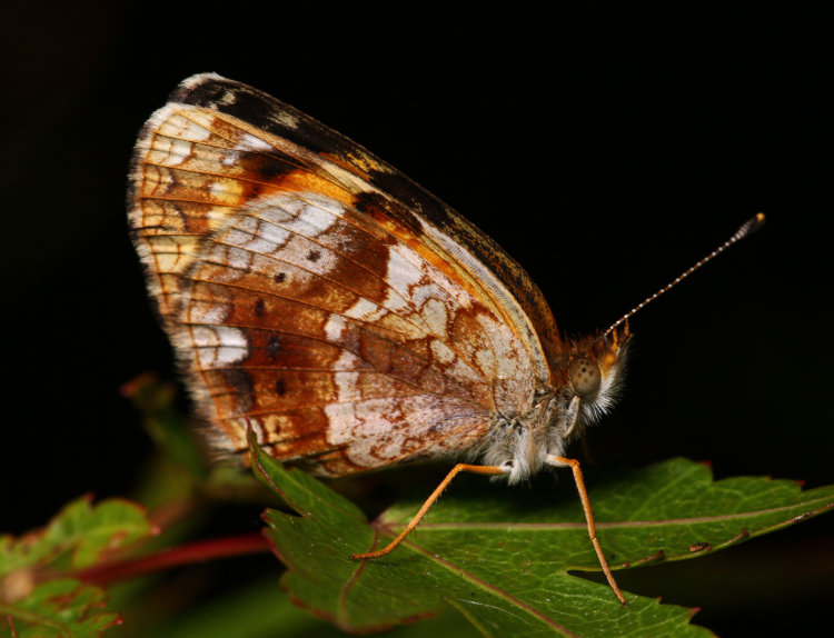 sleeping crescent butterfly Phyciodes showing underwing patterns