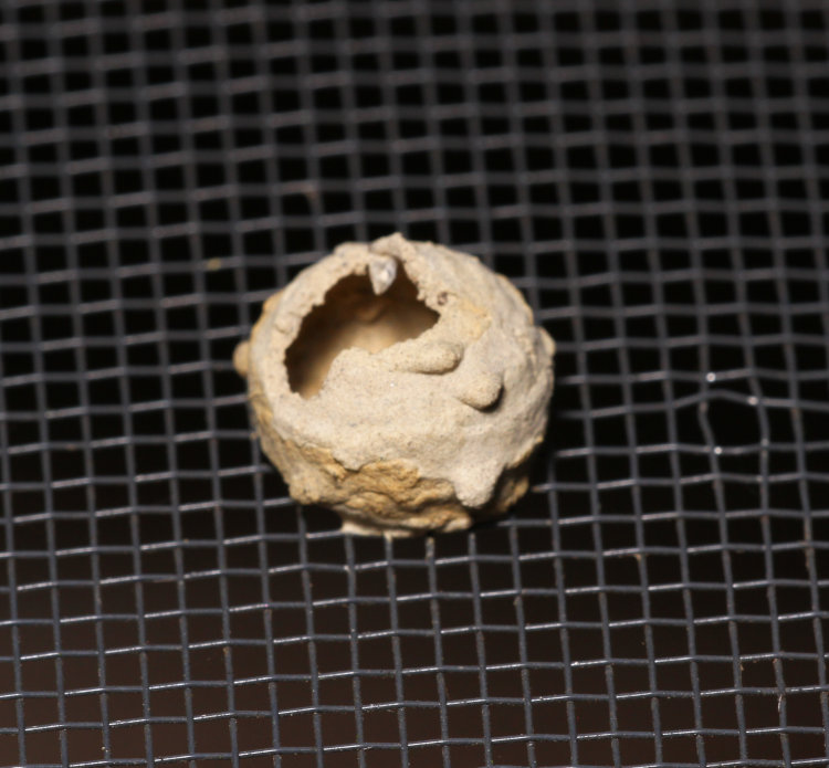 old mud nursery pot of fraternal potter wasp Eumenes fraternus, already hatched out
