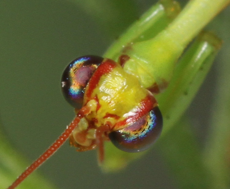 unexplained gaps in the rainbow effect of eyes of green mantidfly Zeugomantispa minuta