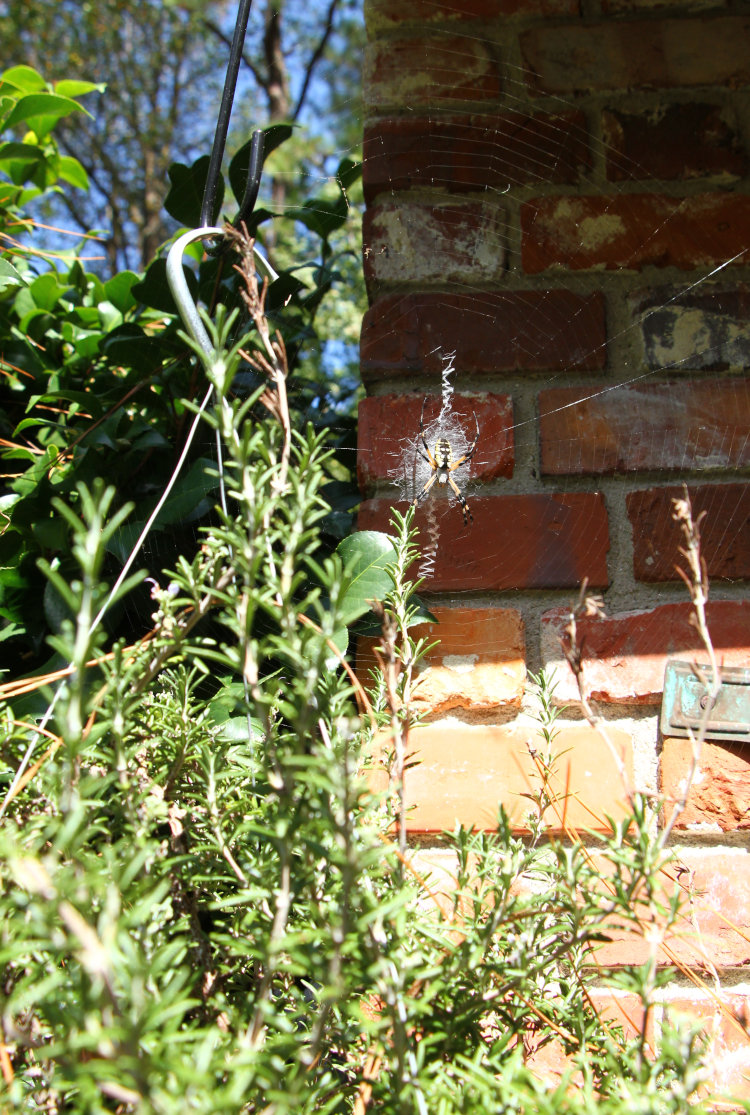 black-and-yellow argiope Argiope aurantia on web above hanging rosemary plant