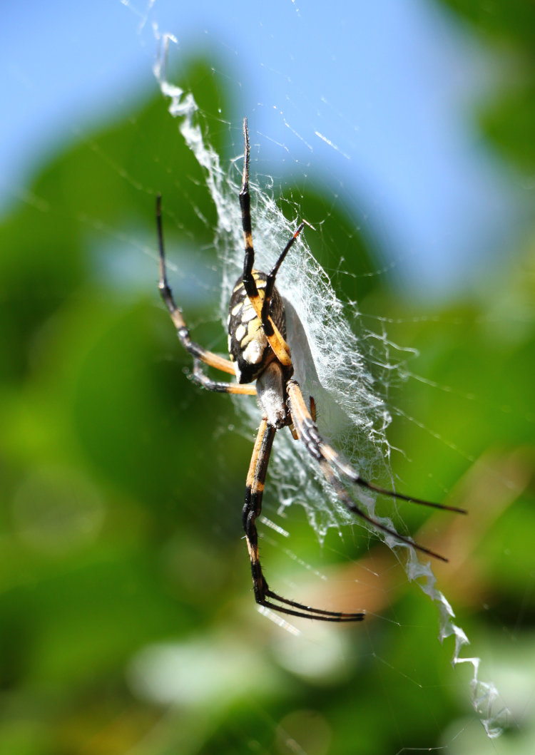 black-and-yellow argiope Argiope aurantia in web, from side