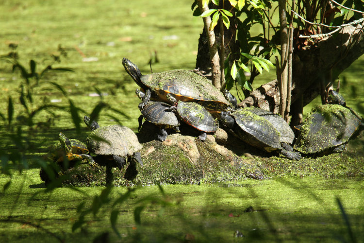 collection of yellow-bellied sliders Trachemys scripta scripta and eastern painted turtles Chrysemys picta picta sunning themselves on Turtle Island