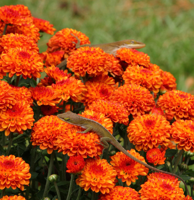 pair of young Carolina anoles Anolis carolinensis hunting on chrysanthemums
