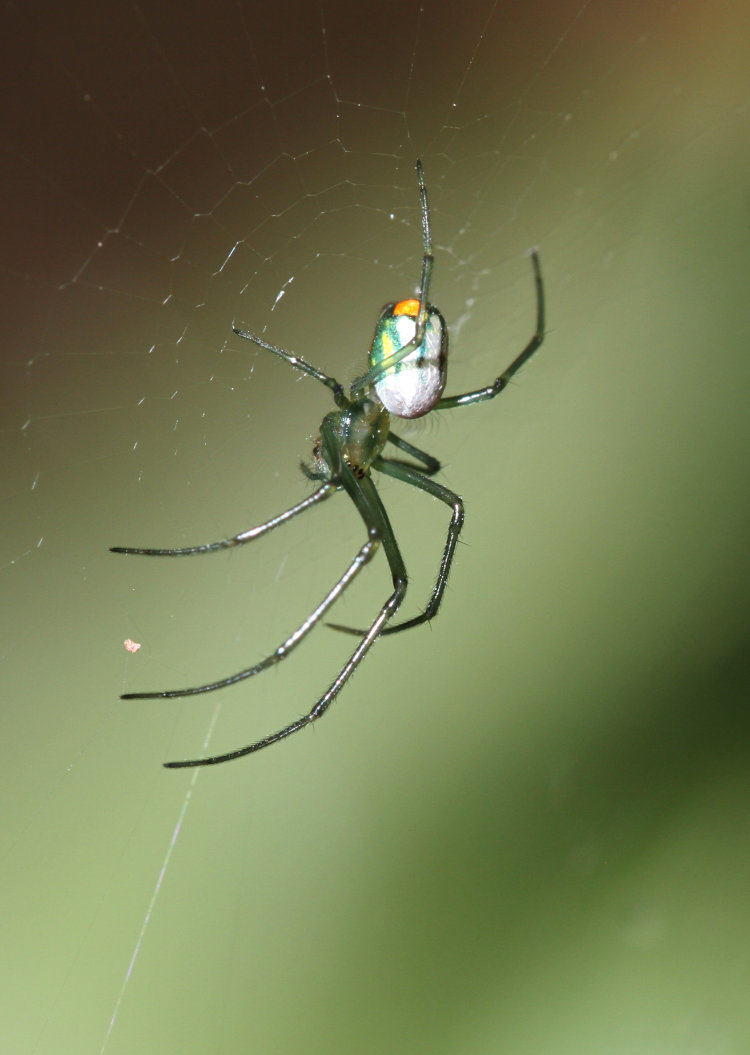 profile closeup of juvenile Leucauge argyrobapta
