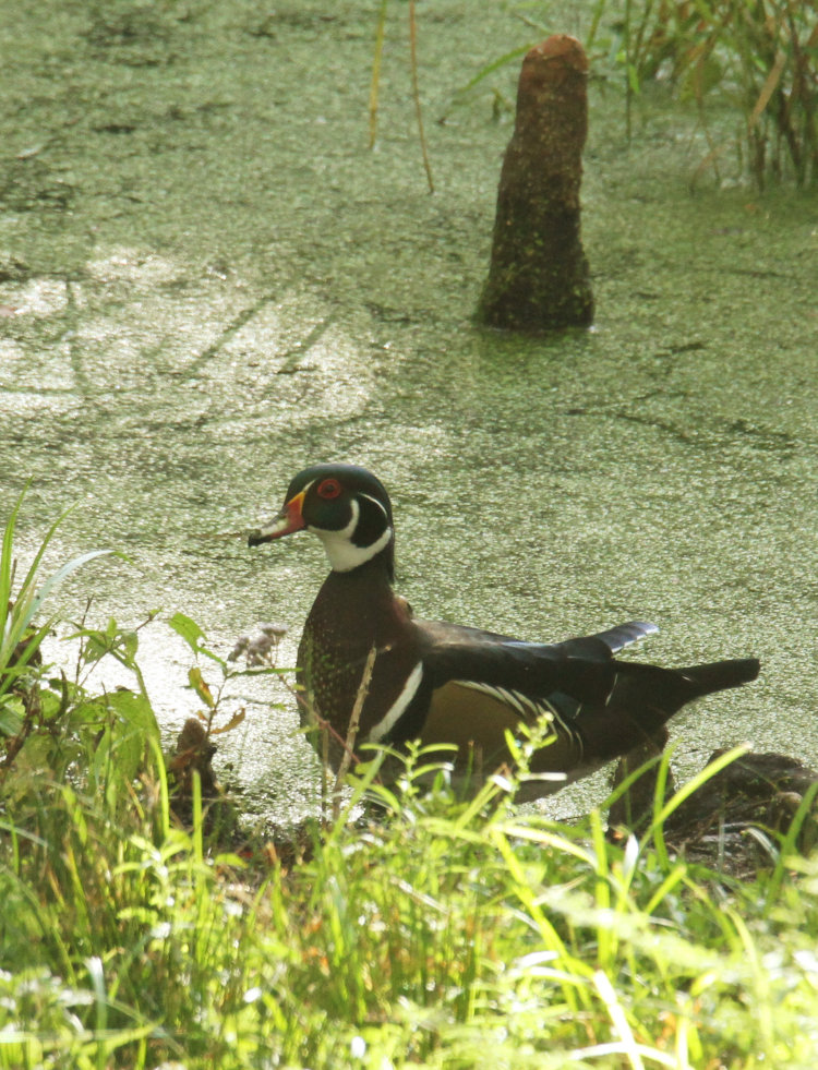 solitary adult male wood duck Aix sponsa trying to get up nerve to get some corn onshore