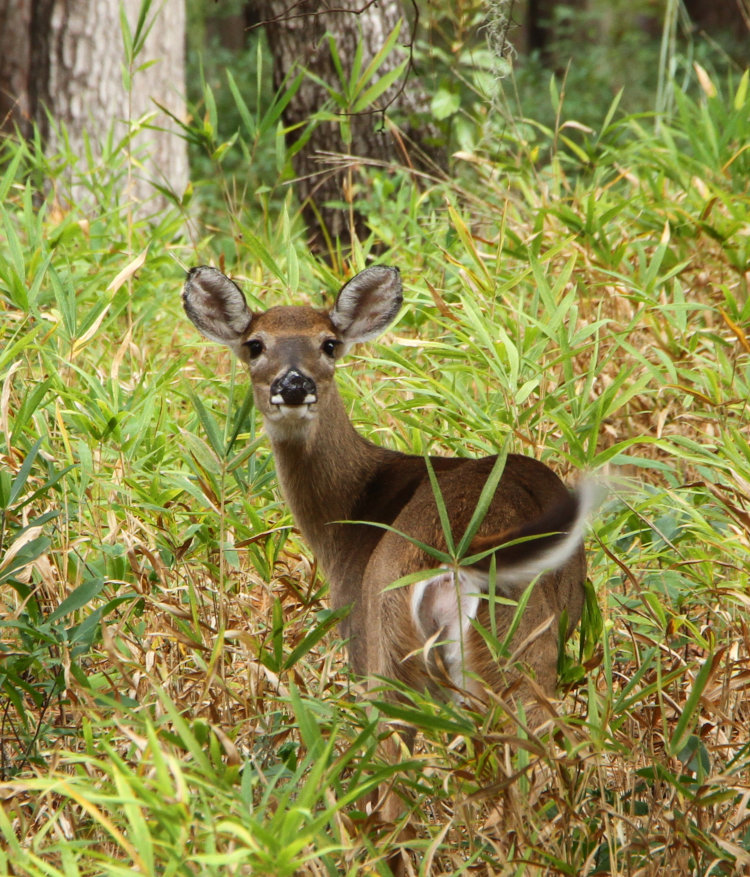 young white-tailed deer Odocoileus virginianus swishing tail as it looks back at author