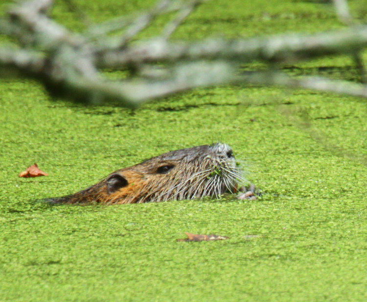 nutria Myocastor coypus appearing to shovel duckweed into its mouth as it swims