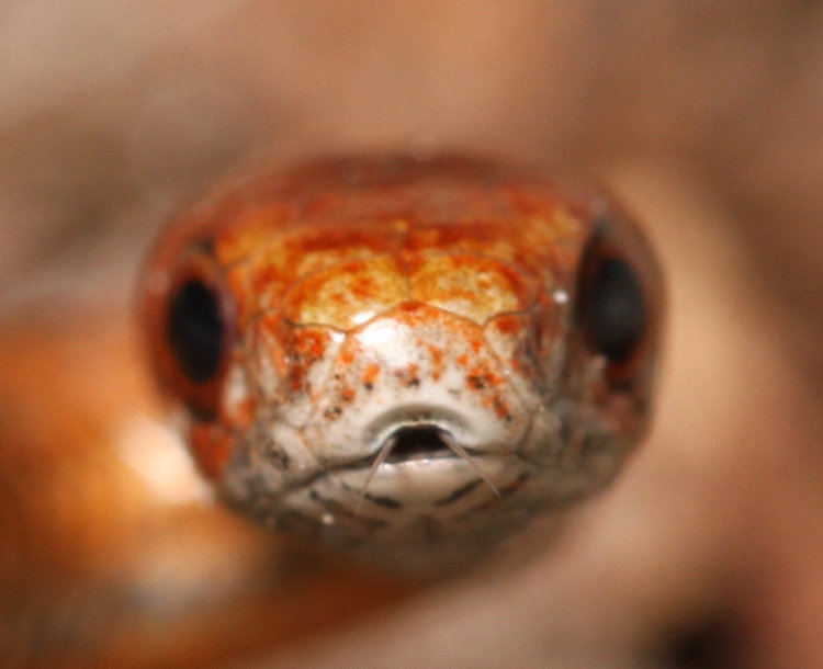 head-on shot of red-bellied snake Storeria occipitomaculata with tips of tongue barely visible