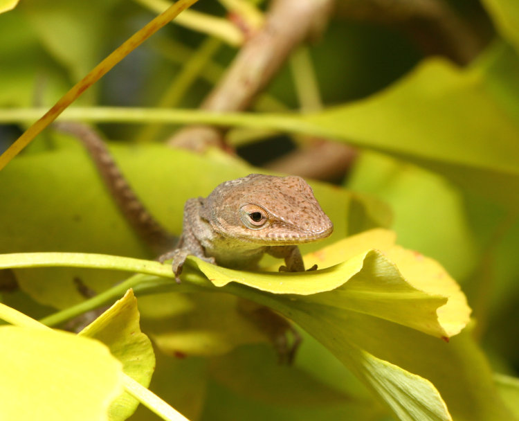 Carolina anole Anolis carolinensis deposited on ginkgo Ginkgo biloba tree after being removed from Stately Walkabout Manor