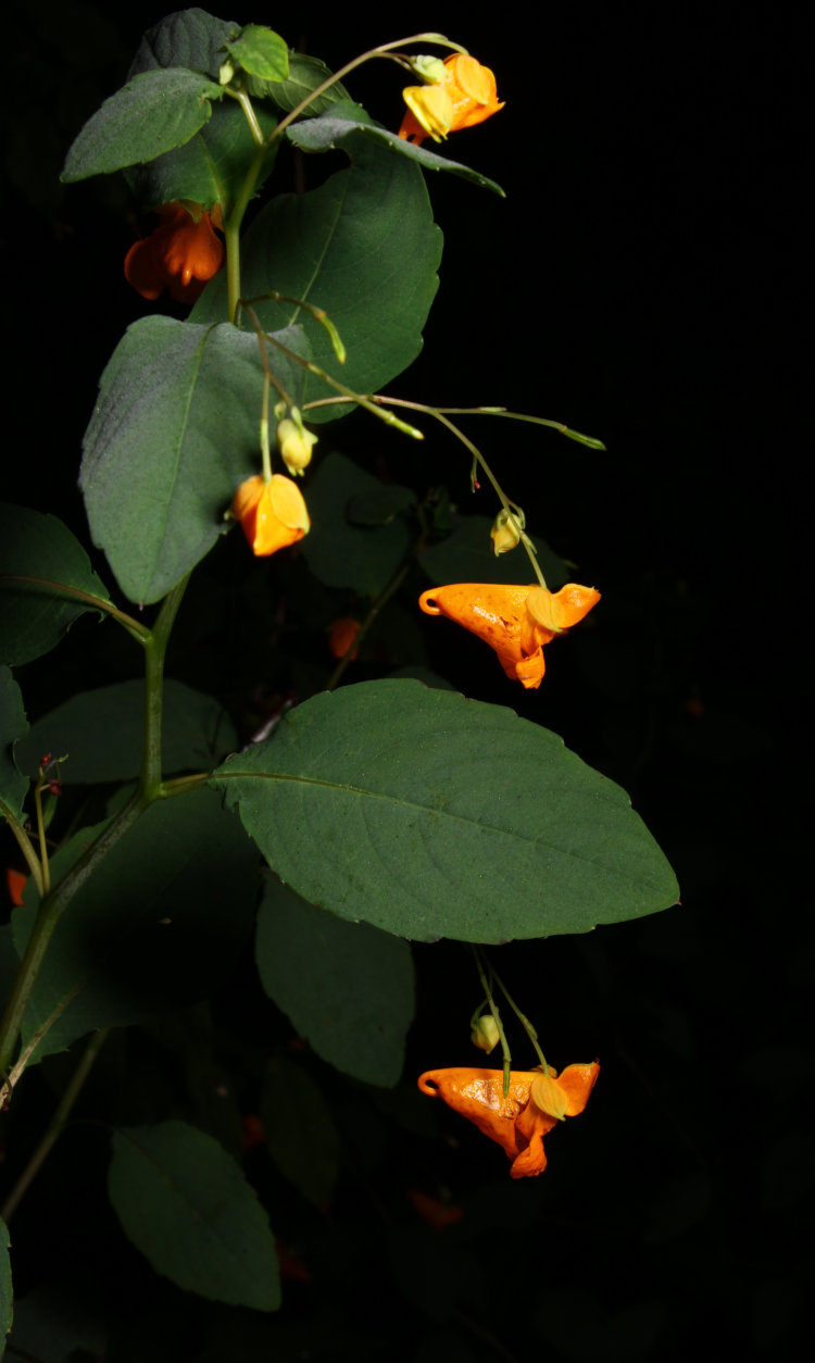 collection of orange jewelweed Impatiens capensis blossoms at night