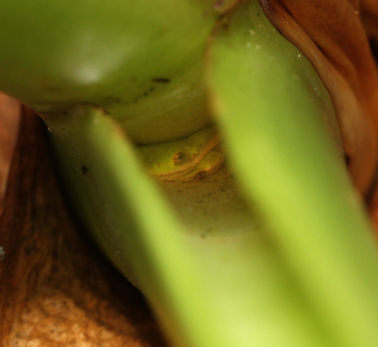 juvenile green treefrog Dryophytes cinereus tucked down under water collected within base of elephant ear leaf stems