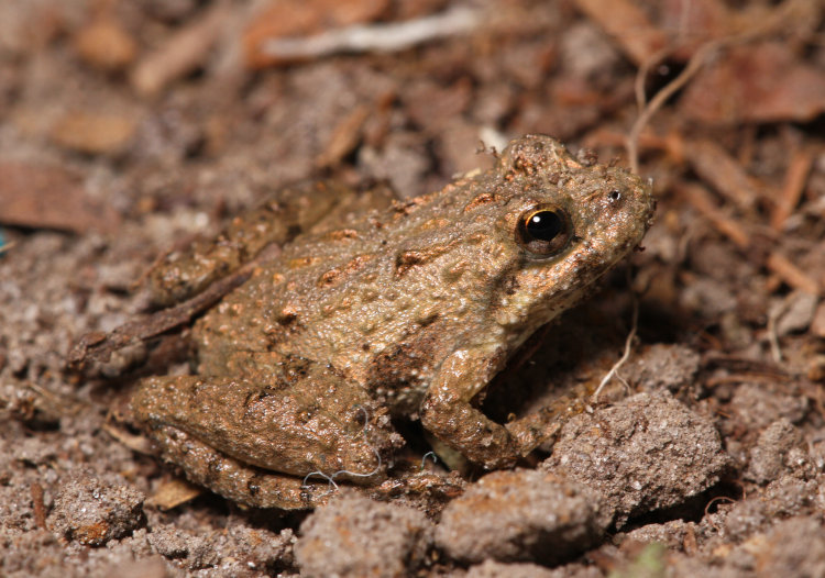 unknown tiny frog, possibly juvenile spring peeper Pseudacris crucifer
