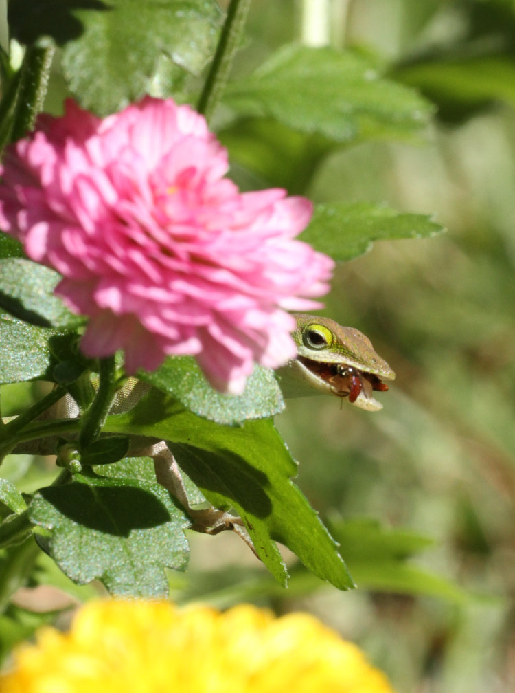 Carolina anole Anolis carolinensis perched on chrysanthemum blossoms with recently-captured meal