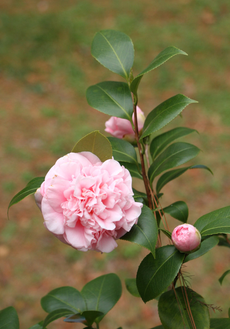 camellia (Family Theaceae) blossom with two neighboring buds