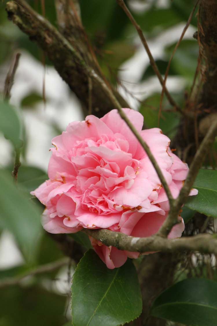 camellia Theaceae blossom