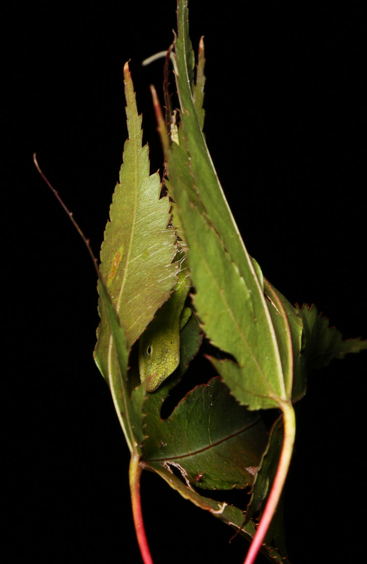 juvenile Carolina anole Anolis carolinensis sleeping in leaves webbed together by spider, for several nights in a row