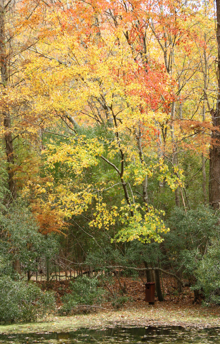 wood duck nest box over backyard pond under fall colors