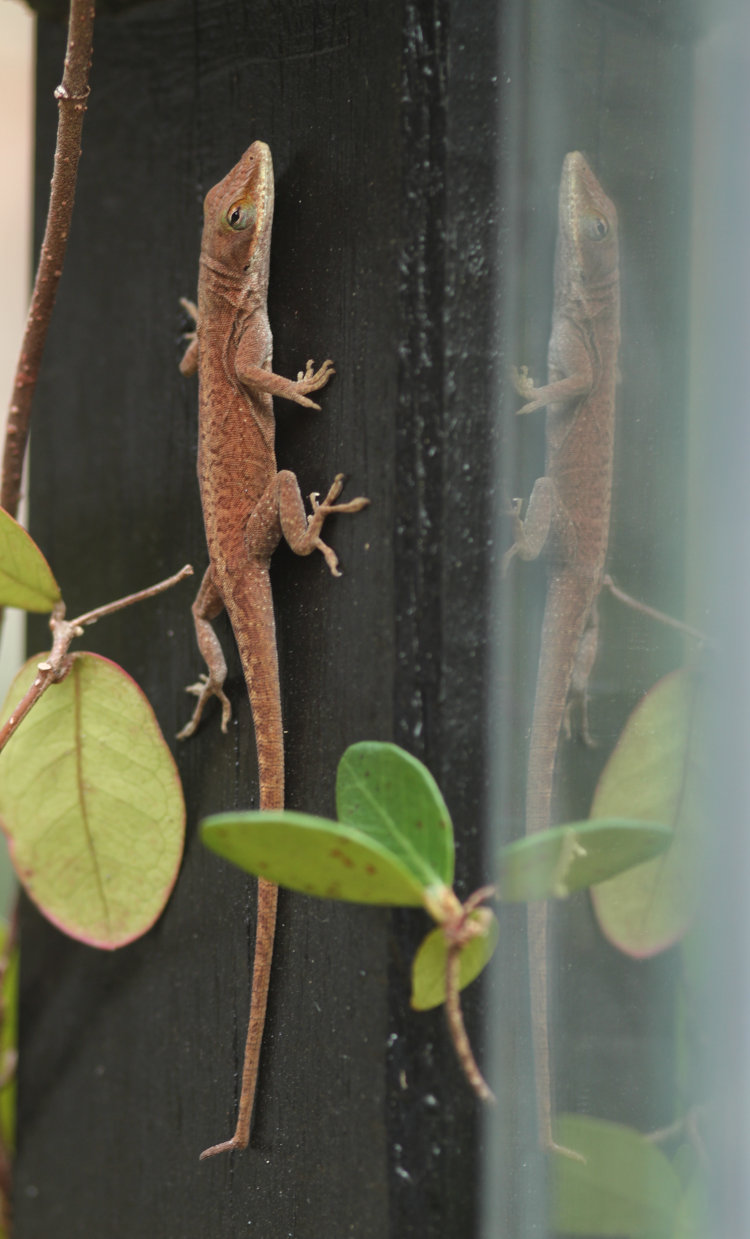 Carolina anole Anolis carolinensis with bent tail tip, perched on post alongside own reflection in lamp glass