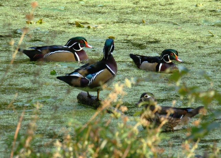 quarter of wood ducks Aix sponsa catching near-direct sunlight on pond and showing variety of colors in plumage