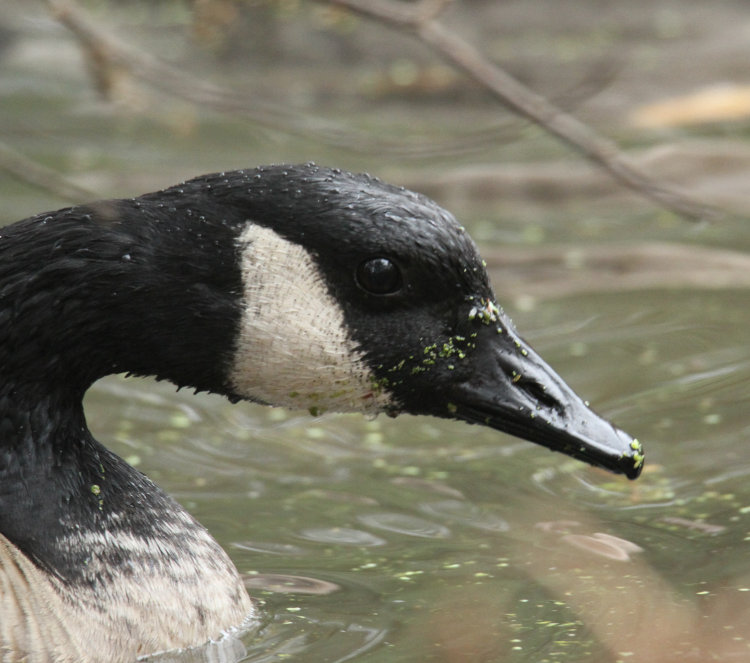closeup of Canada goose Branta canadensis in pond with duckweed on bill