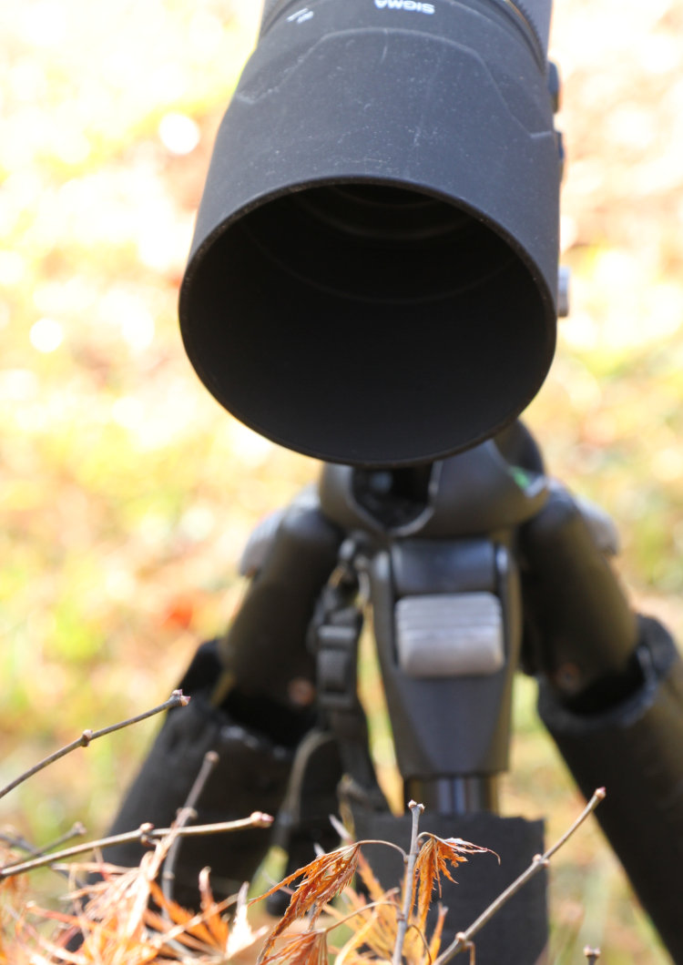 illustration of perspective that led to obscuring leaves