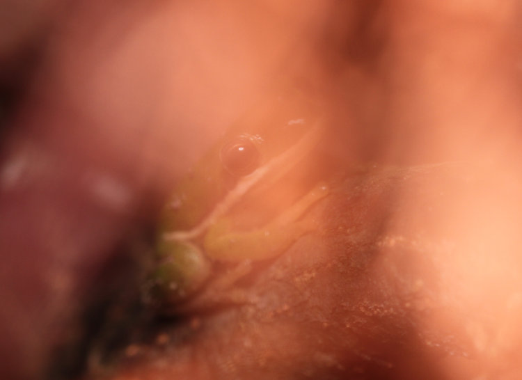 green treefrog Dryophytes cinereus obscured by flash lit leaves in foreground bokeh