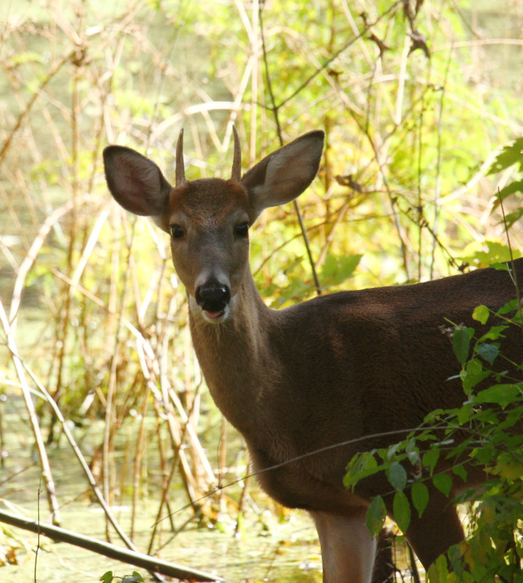 white-tailed deer Odocoileus virginianus buck sporting very fine single antlers