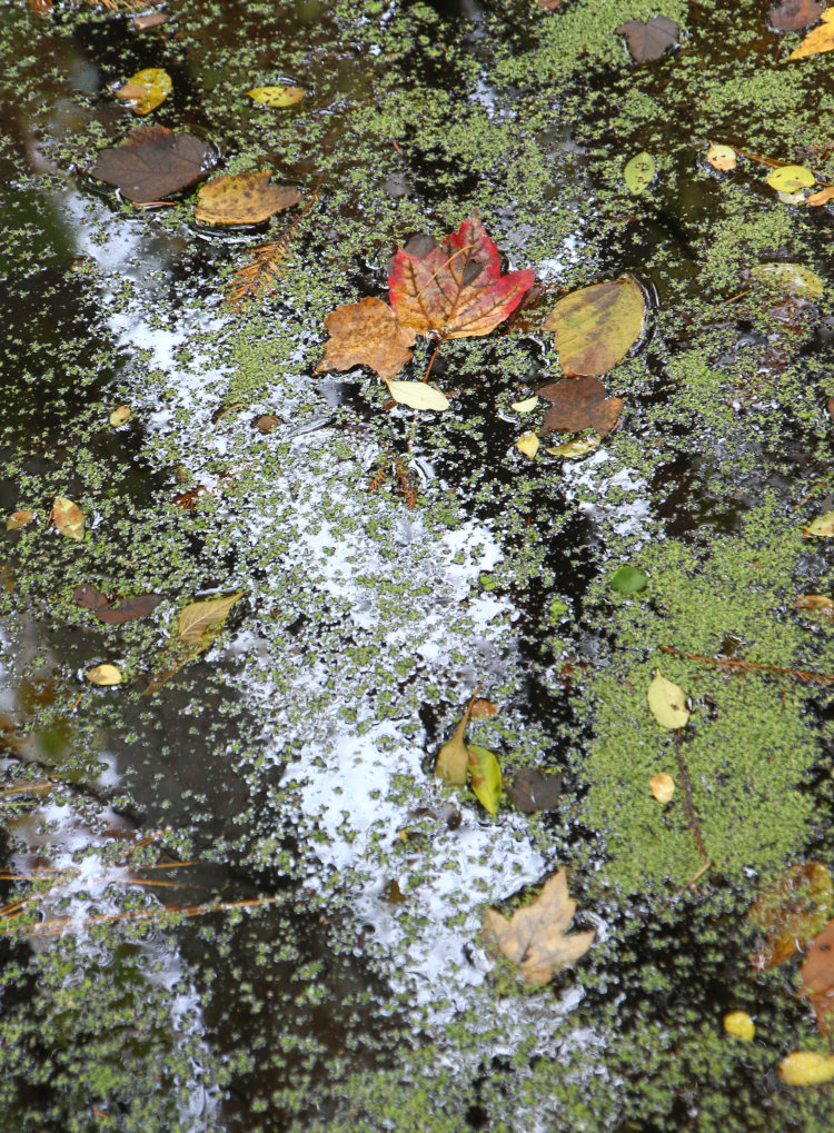 variety of fallen leaves and duckweed on small channel of backyard pond