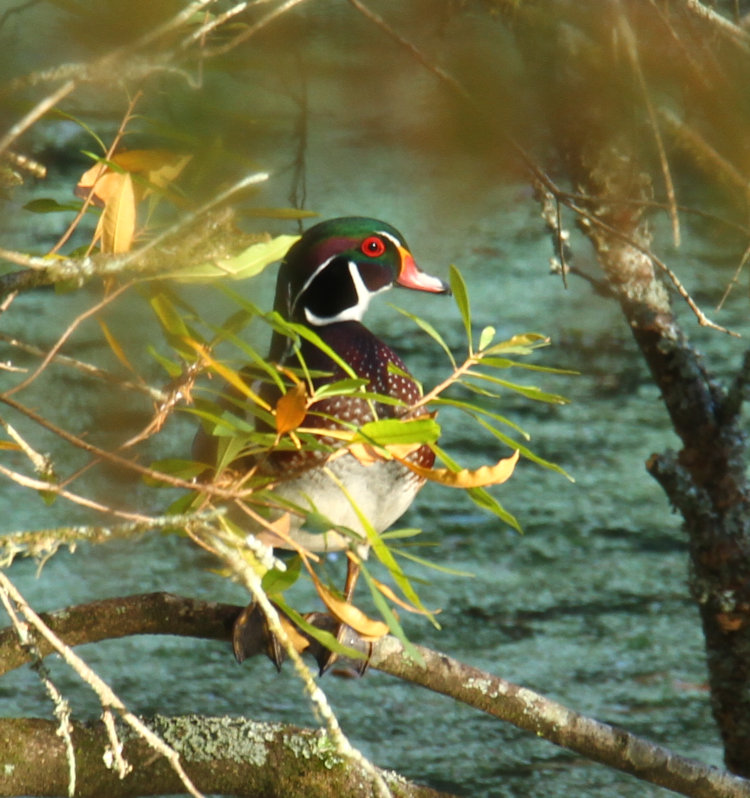 male wood duck Aix sponsa perched in tree catching afternoon light