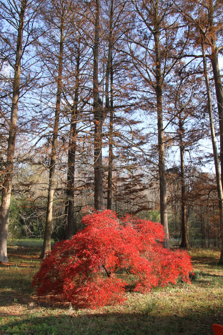 old Japanese maple tree in backyard in full sun and fall colors against bald cypress trees in background