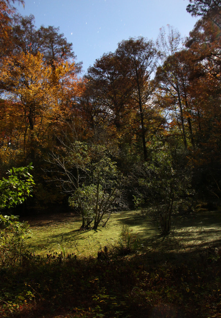 time exposure under full moon of backyard pond, fall colors, and Turtle Island