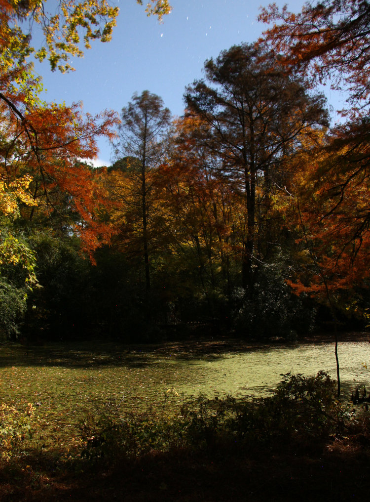 time exposure of upper end of backyard pond under light of full moon