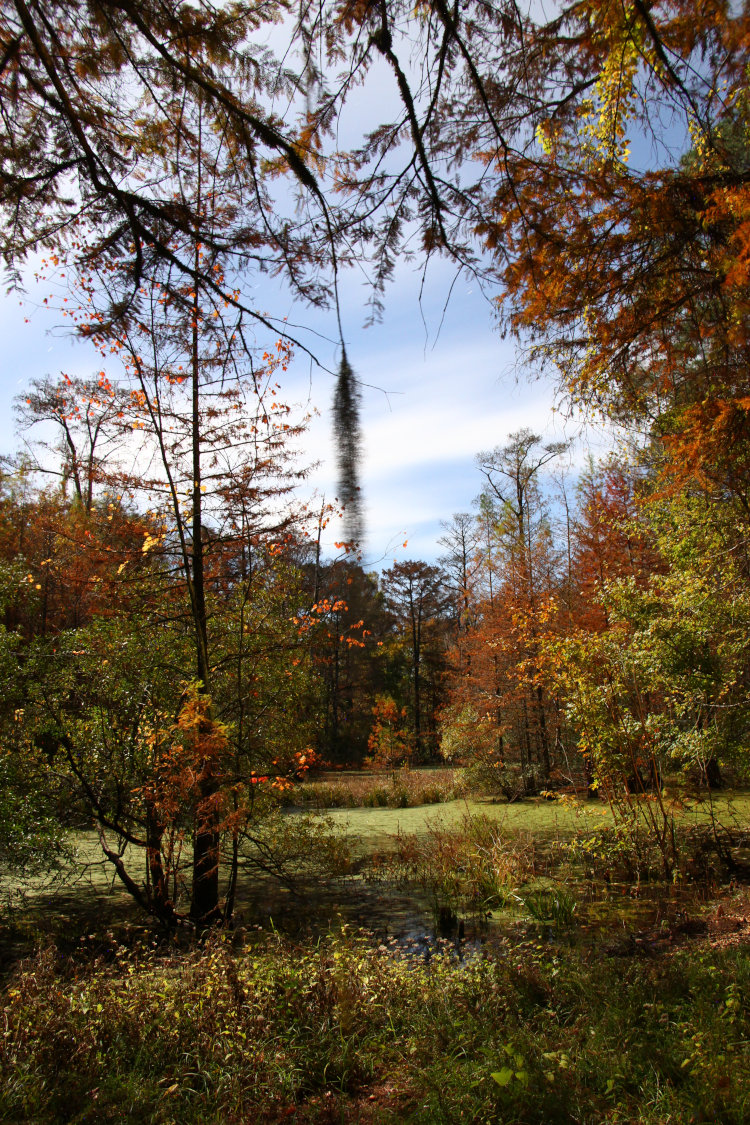 time exposure of pond in backyard of Walkabout Estates Plus under light of full moon