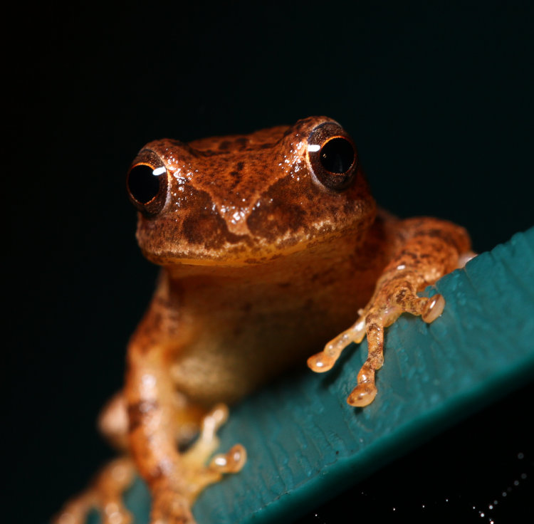 spring peeper Pseudacris crucifer facing directly into the camera