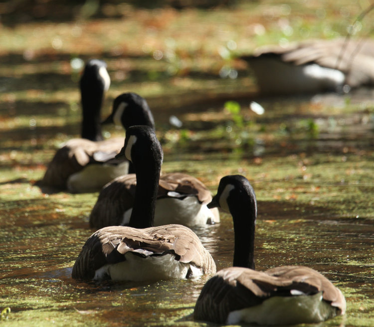 five Canada geese Branta canadensis almost lined up as they drift off