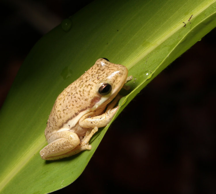 green treefrog Dryophytes cinereus displaying pale coloration with speckling
