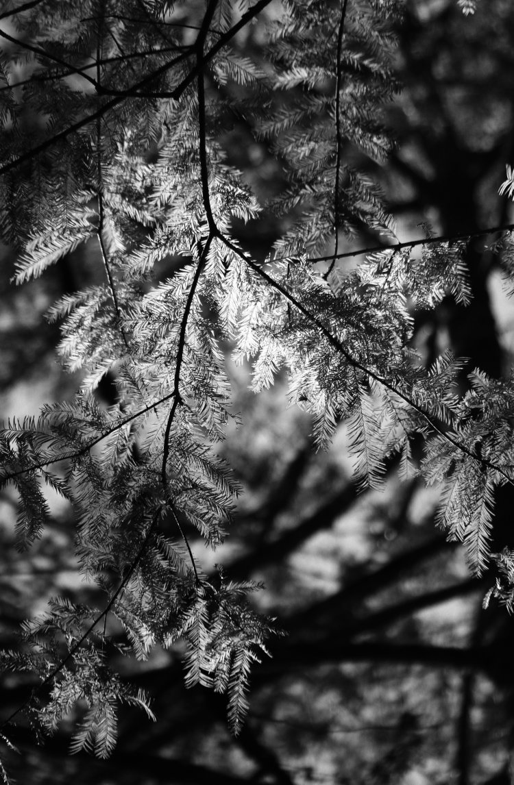 backlit bald cypress needles reduced to only the Green channel