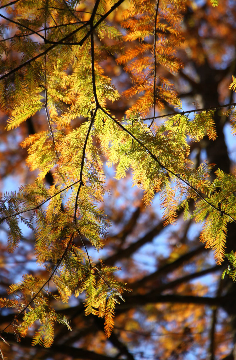 branch of bald cypress Taxodium distichum showing fall color variations among the needles