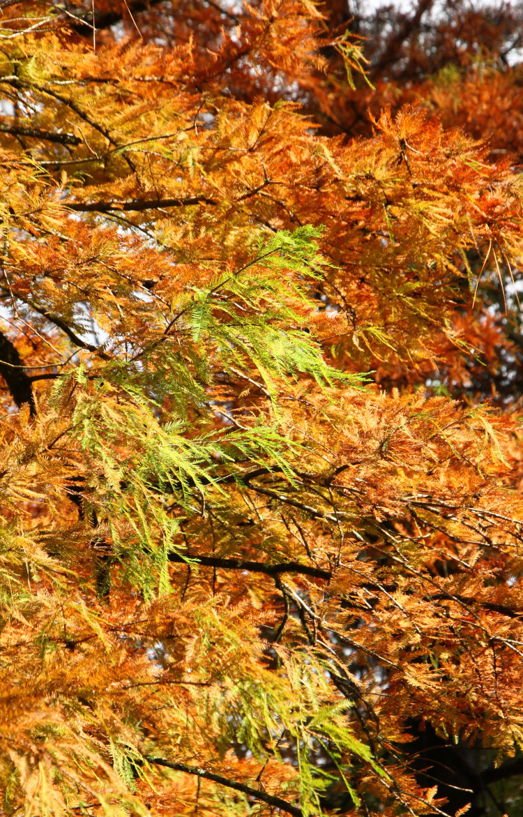 bald cypress Taxodium distichum with green patches among the fall foliage change