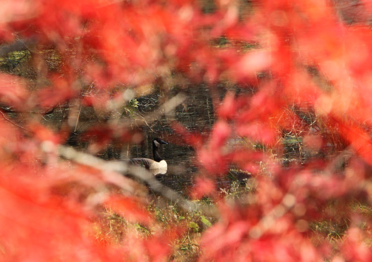 Canada goose Branta canadensis seen through gap in fall foliage of old Japanese maple tree in backyard