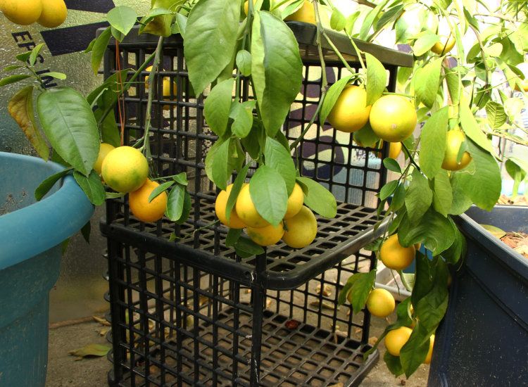 large clusters of lemons on tree in greenhouse, with branches propped up on crates for support