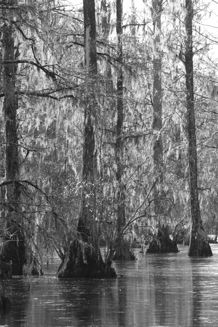 view of The Bayou in winter, reduced to only the Blue channel